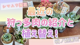 最近の狩っ多肉の紹介と植え替え！