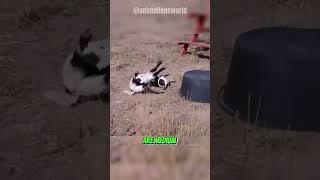 From Standing to Stumbling: The Bizarre World of Fainting Goats