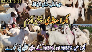 Bakra mandi tando Adam | Latest update today | Bakra Eid 2024 | patari kamori Goat | date 02/03/2024