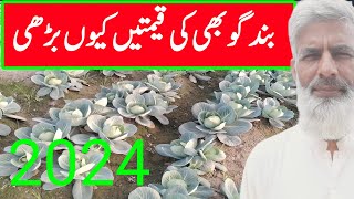 current rate of cabbage | بند گوبھی کی قیمت کیوں بڑھی | Murad ali rehmani