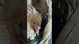 PASILIP! simpleng Manokan sa Bakuran | Manok Bisaya