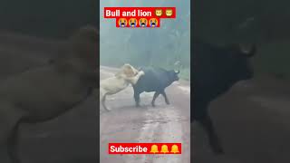 Bull attacked by Lions 🦁🦁 #youtube #viral #tiktok #lion #whatsapp