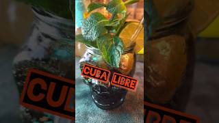 Cuba Libre - the best cuba libre recipe - The best simple Cocktails ever! #cubalibre #cocktailrecipe