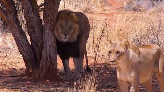 The Lion King of the jungle Scratch his back on a tree with the company of others