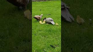 Two mama ducks taking babies for a Sunday afternoon stroll.