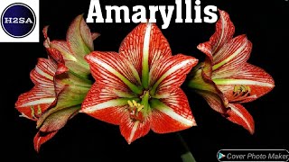 How to grow Amaryllis plant - H2SA Code: FL013