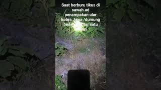 cobra jawa #shortvideo #viral king obra #mancing