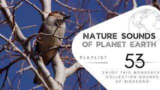 2 hours of pleasant natural sounds - Birdsong