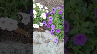 #flowers #rock #garden in #park