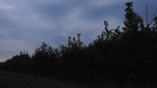 Grasshopper Warbler reeling