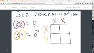 Tutorial sex determination