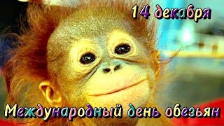 14 ДЕКАБРЯ. ДЕНЬ ОБЕЗЬЯН. 🙈🙉🐒