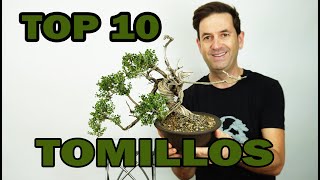 ¡TOMILLOS ! 10 BONSAIS TOP