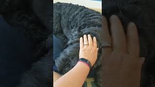 Just petting my giant schnauzer