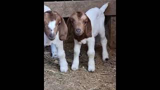 Funny dancing baby goats!!  #shorts #goats