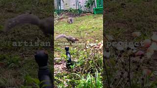 squirrel family for breakfast: 7:48am october 13, 2024 sunday #vlogvideo #shorts