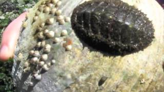 Mollusca: Mossy Chiton