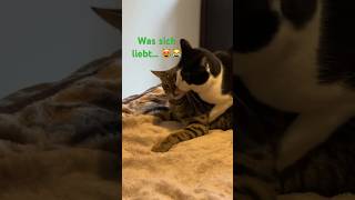 Mögen sie sich oder nicht? Maxi&Salut im Clinch😹lustige Katzenvideos 😻 #shorts #cats #catlover