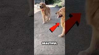 Romantic Golden Retriever Asks Out Lady