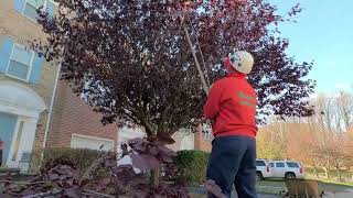 TREE TRIMMING