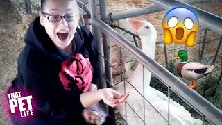 These Ducks Are JERKS! | Funny Animal Compilation 2019