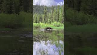 Moose encountered in McCall Idaho