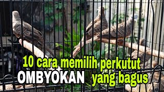 Cara memilih perkutut ombyokan yang bagus dan berkwalitas