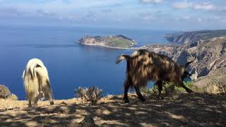 Goats of Kefalonia  - Greece