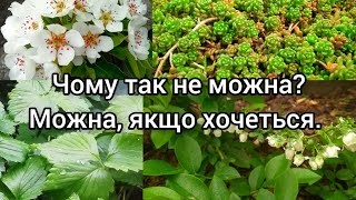 ЯГІДНИК 🌿ВІДЕО-ОГЛЯД🌱ЯК ОБЛАШТУВАТИ ЯГІДНИК НА МІНІАТЮРНІЙ ДІЛЯНЦІ?