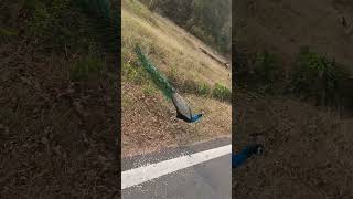 peacock crossing road