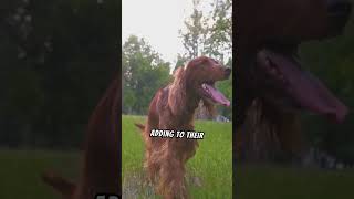 Learn More About The Irish Setter