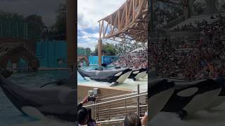 A Day At SeaWorld Orlando #seaworld #orlando #florida #themepark #rollercoaster #fun