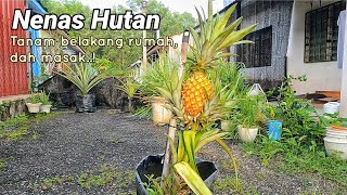 Nenas Hutan tanam belakang rumah dah masak..!