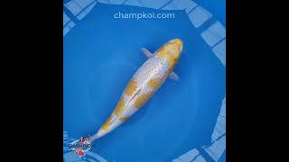 2024FALL-166 3yr 26" Beautiful Kogane Ochiba by MARUSEI Koi Farm