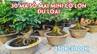 29/02.(Đã hết)  30 Mã Số Mai Đủ Loại Giống Đủ Loại Giá Cho Mọi Người Sưu Tầm. Trang 0359910781