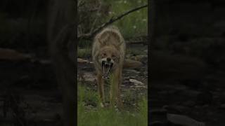 Mad Coyote Part 2! #foxpro #coyote #hunting #shorts