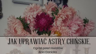 Jak uprawiać astry chińskie.