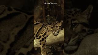 A beautiful clouded leopard #nature #shorts