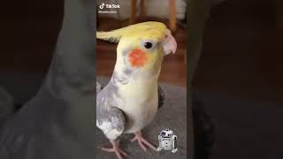 Parrot - Sound Effect 🔊 (Robot Version) 🤖