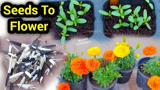 दिसम्बर मे गेंदा बीज लगाने से फूल खिलने तक / Marigold From Seed To Flower / How To Grow Marigold