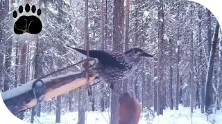 Кедровка на капкане КА-2. видео с фотоловушки в дикой природе.