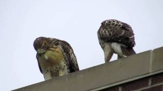 Loring Red-tailed Hawk #1 & #2