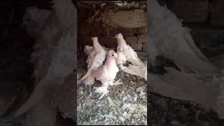 Frillback Pigeon Loft||#foryou #foryouvideo #viral #viralvideo #youtubeshorts #trending #reels