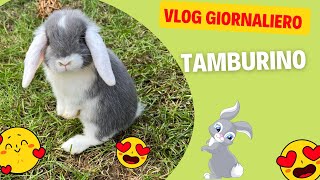 VI PRESENTO UN NUOVO MEMBRO DELLA FAMIGLIA - VLOG