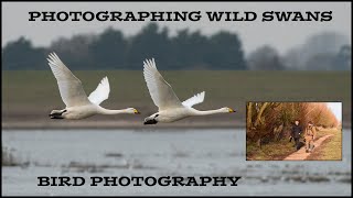 Photographing Wild Swans-Bird Photography