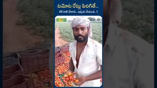 Tamato farmar problems టమాటా పండించే రైతు ఆవేదన 😥#sevefarmar #jaikisan #ytshort