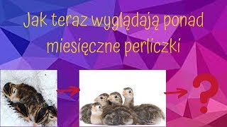 Jak teraz wyglądają #9 - Ponad miesięczne perliczki