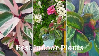 Best Indoor Plants for Spring | Amazing Houseplants