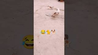 Cat tricked him 😂😹#cat #dog #funny #viral #shorts