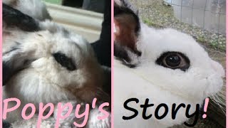 Poppy's story!